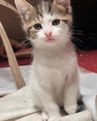 Cocco 2 mesi - Cucciolo di gatto per adozione