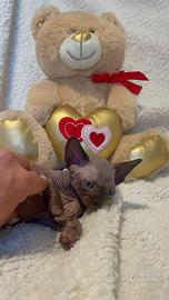 Sphynx e sphynx elf