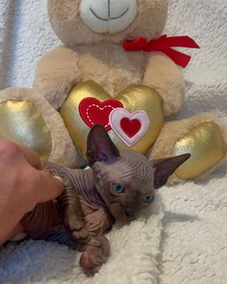 Sphynx e sphynx elf