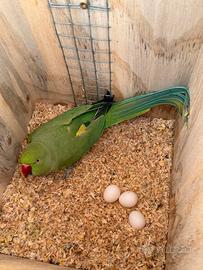 Pulli Parrocchetto dal collare