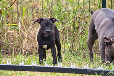 Cucciola Pit Bull con pedigree anche a rate