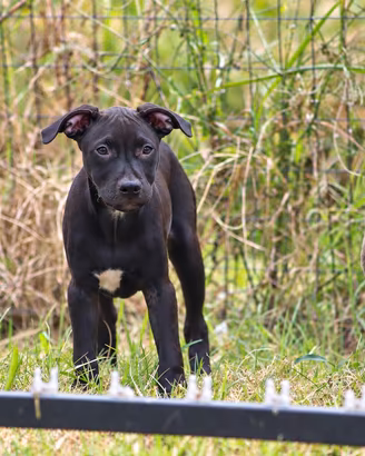 Cucciola Pit Bull con pedigree anche a rate