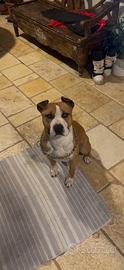 Amstaff per monta