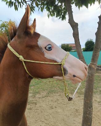 Puledro paint horse