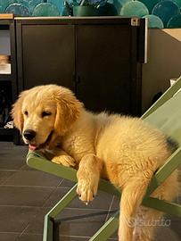 Cuccioli Golden retriver