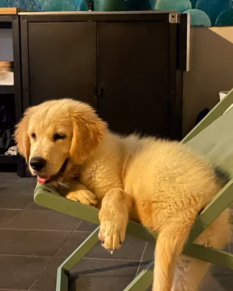 Cuccioli Golden retriver