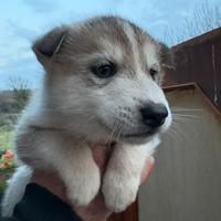 Cuccioli di lupo cecoslovacco