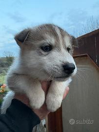 Cuccioli di lupo cecoslovacco