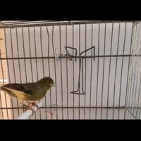 Canarini da canto " Timbrado Spagnolo"