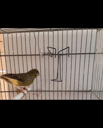 Canarini da canto " Timbrado Spagnolo"