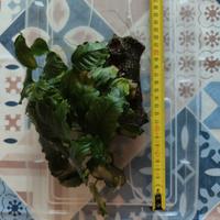 Anubias