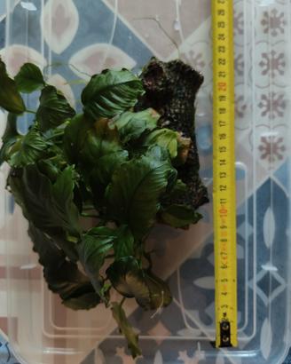 Anubias