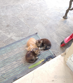 Gattini. Meravigliosi