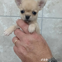 Chihuahua puppy