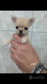 Chihuahua puppy