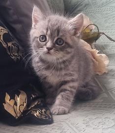Cuccioli scottish fold e straght