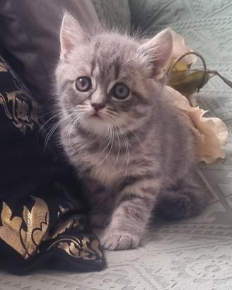 Cuccioli scottish fold e straght