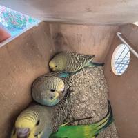 Cocorita / parrocchetto ondulato