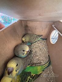 Cocorita / parrocchetto ondulato