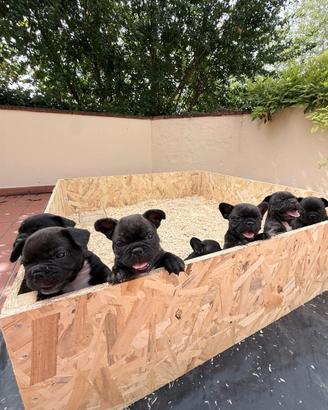Cuccioli di Bulldog Francese
