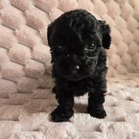 Barboncini mini toy neri