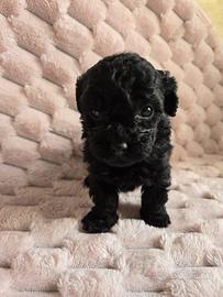 Barboncini mini toy neri