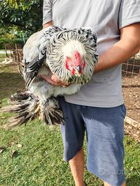 Gallo Brahma gigante