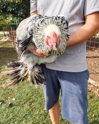 Gallo Brahma gigante