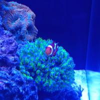 Corallo Acquario Marino