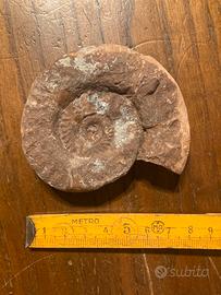 Ammonite fossile da collezione