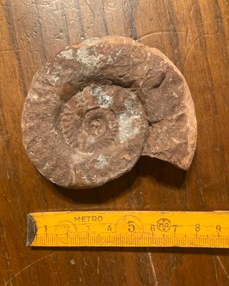 Ammonite fossile da collezione