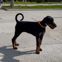 Cucciola Dobermann