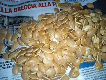 Semi di zucca per semina