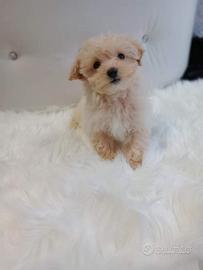 Cuccioli maltipoo