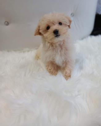 Cuccioli maltipoo