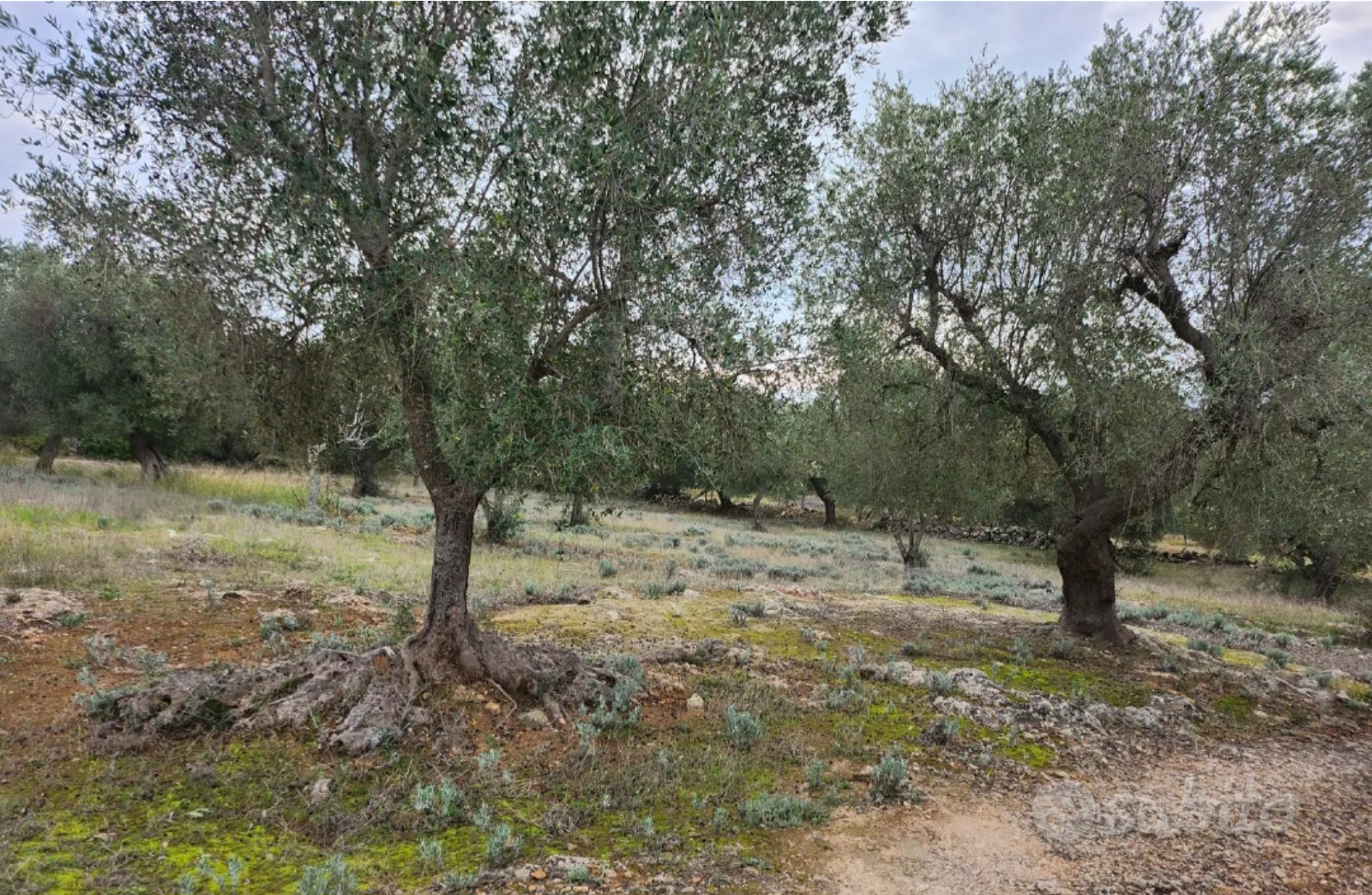 Terreno agricolo con alberi di ulivi - Vista 4