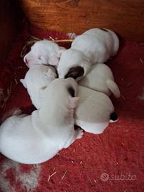 Cucciolata razza Jack Russell Terrier