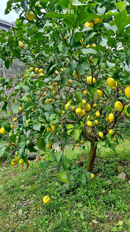 Terreno Agricolo