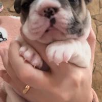 Bulldog francese esotico big rope