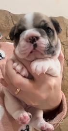 Bulldog francese esotico big rope