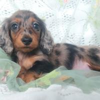 Bassottina kaninken pelo lungo