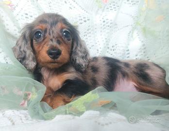 Bassottina kaninken pelo lungo