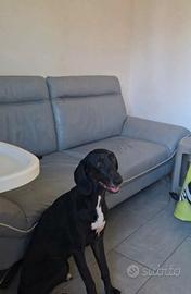 Cagnolina