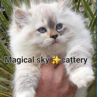 Cuccioli gatto siberiano PEDIGREE ALLEVAMENTO Wcf
