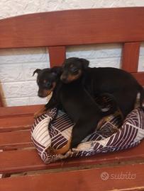 Pinscher nano