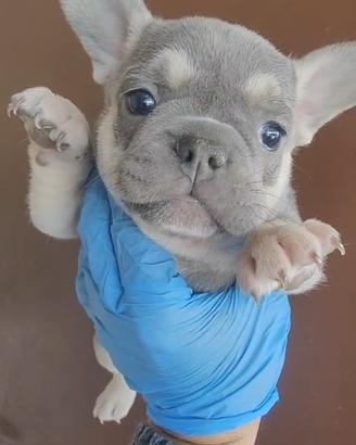 Cuccioli di bulldog francese