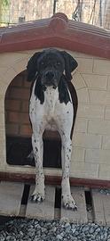 Pluto 4 anni