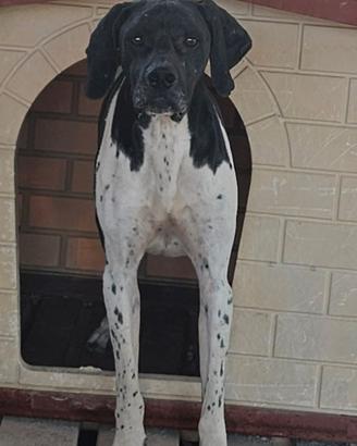 Pluto 4 anni