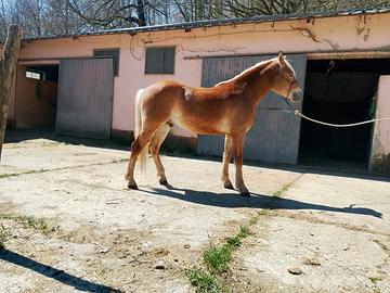 Puledro di due anni con pedigree Haflinger