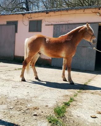 Puledro di due anni con pedigree Haflinger